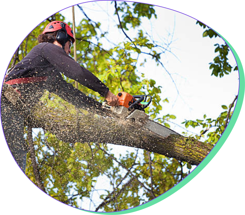 Image representing PPC experts for hire for Tree Removal Services to improve online marketing and visibility.